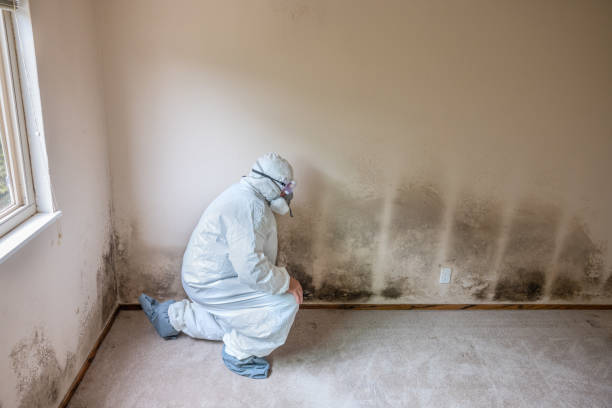 Best Office Mold Removal Services  in West Chatham, MA